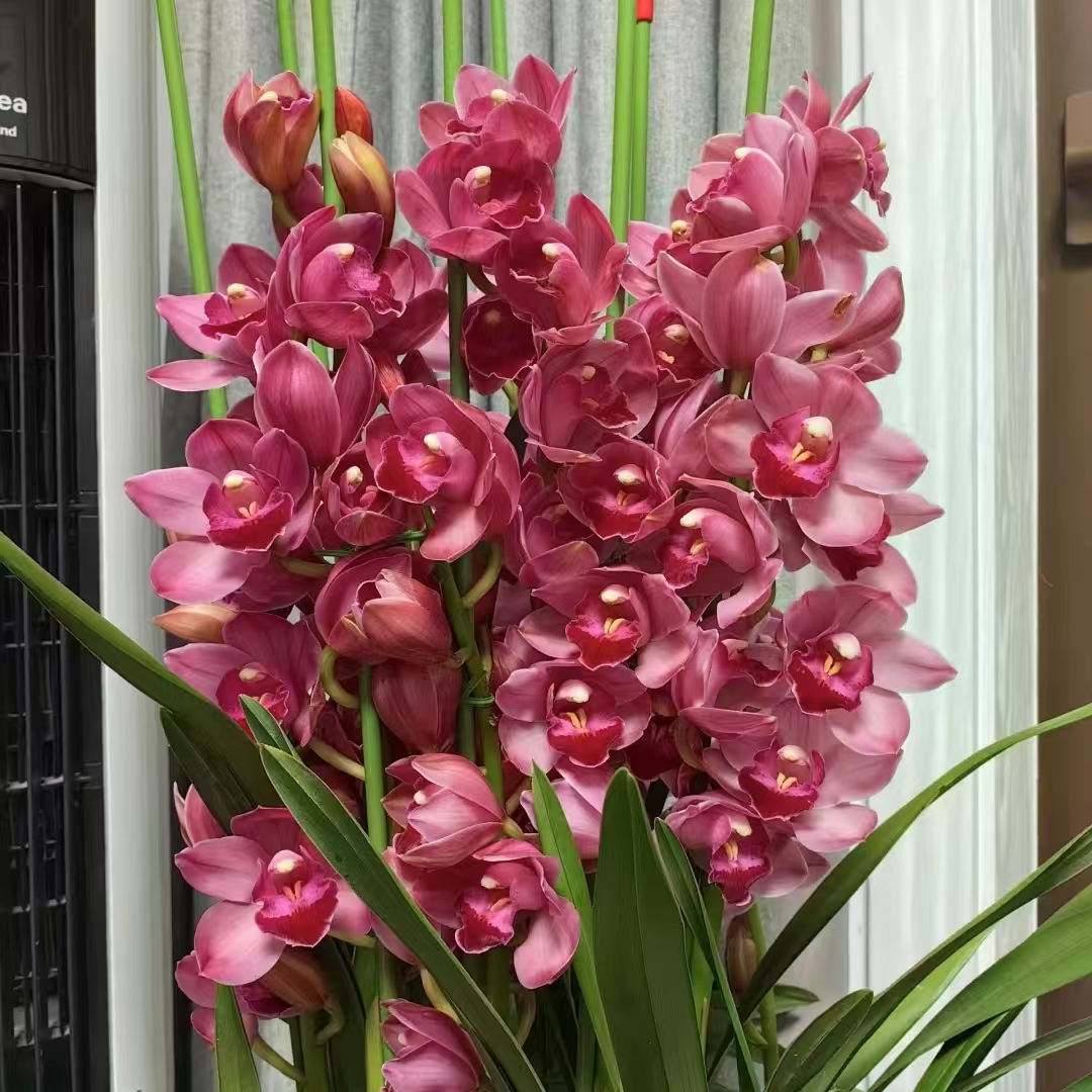 【绣球】大花蕙兰年宵花 绿植盆栽花卉室内客厅好养易活带盆发货