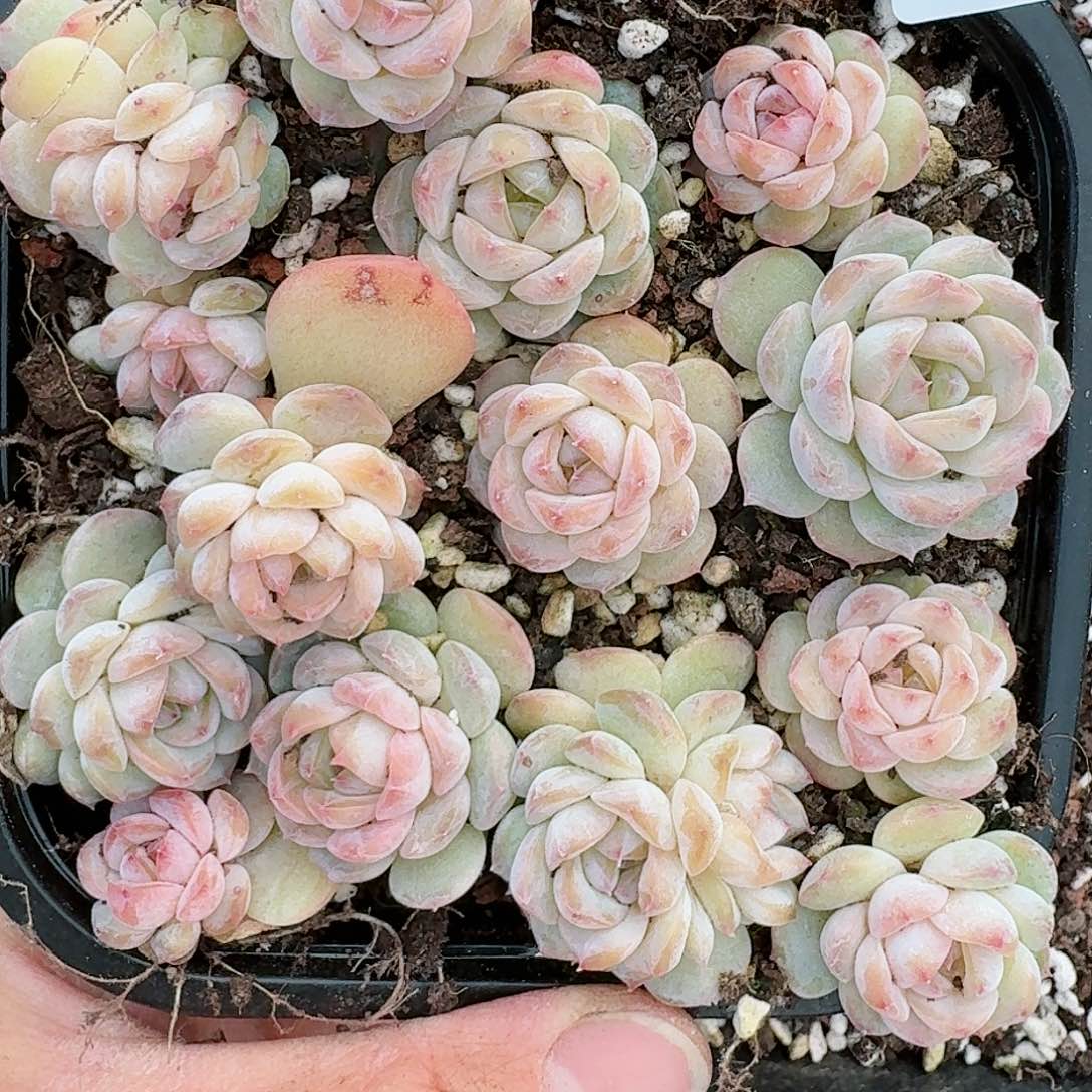 杂交新品珍妮多肉71