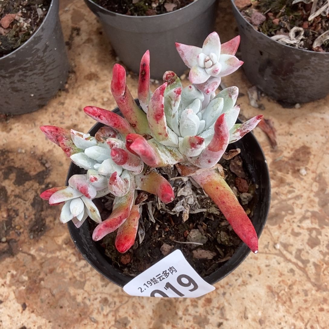 019多肉植物啦啦啦