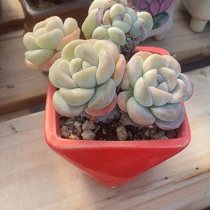 下***@胭脂精品多肉88888