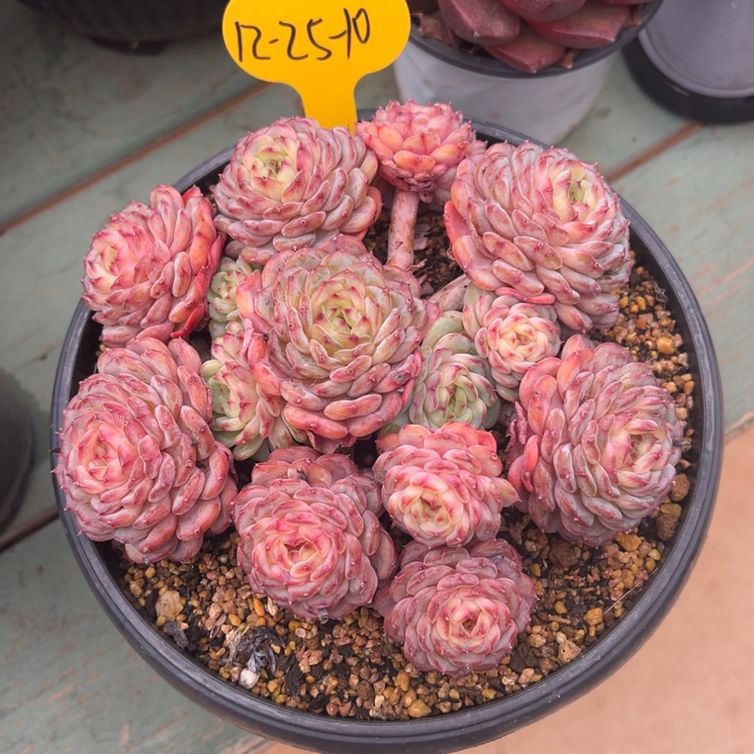 12-25-10白胖子多肉植物