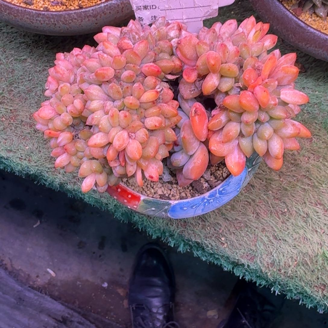 星影缀化无砍多肉