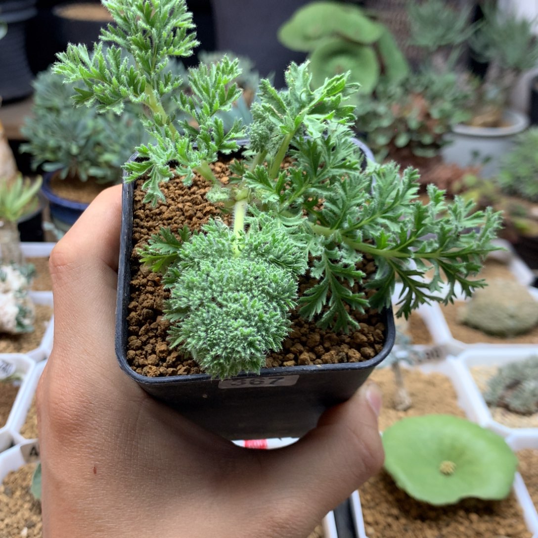 枯木杨葵母本带盆367