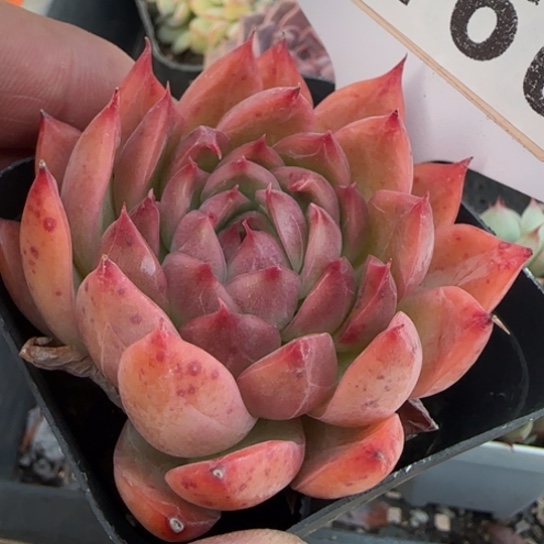 160安吉拉一物一拍多肉