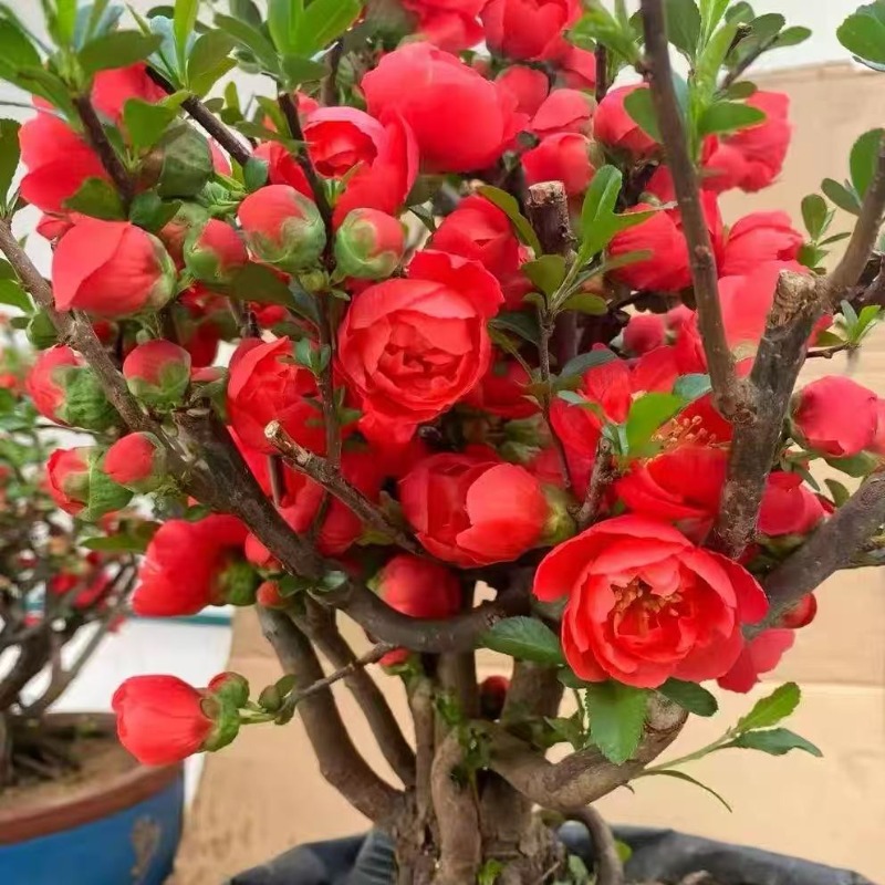 长寿冠海棠花红红火火正红色中国红高端海棠盆景花卉2