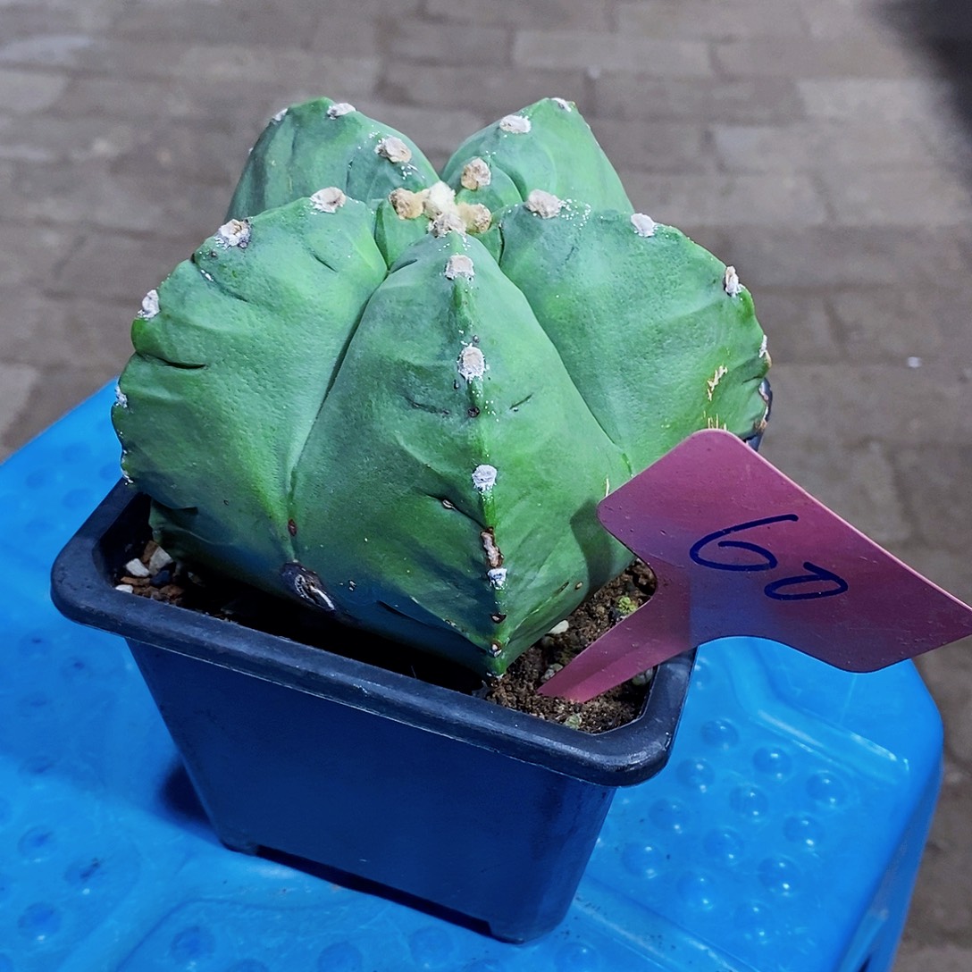 五角111111111111个