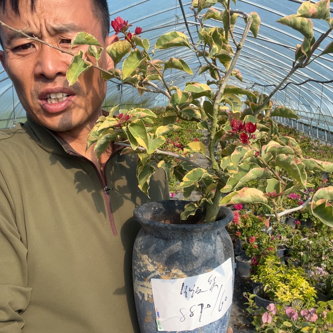 花叶红三角梅60三叶