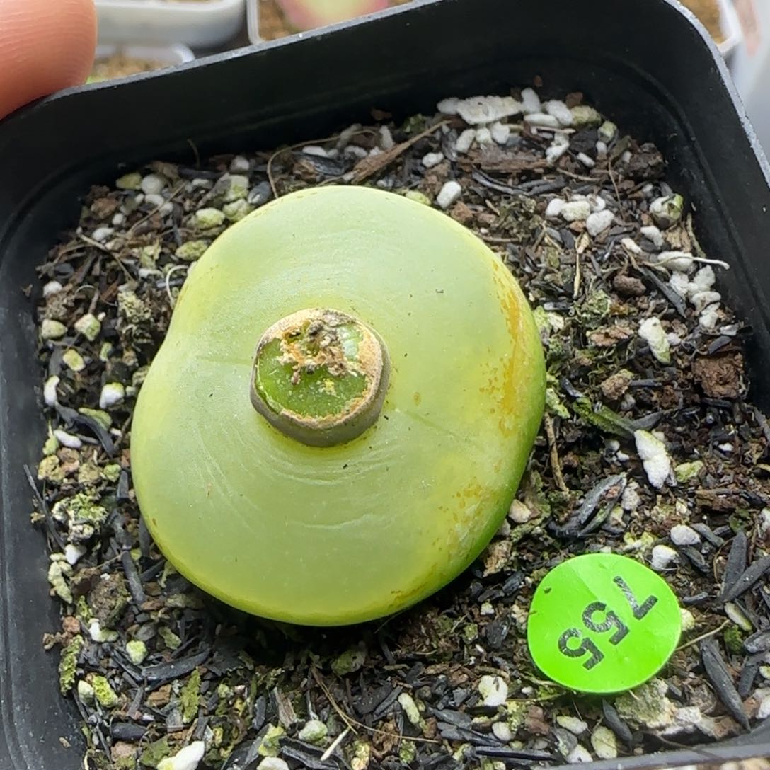 漂亮黄绿色3.2cm多肉755