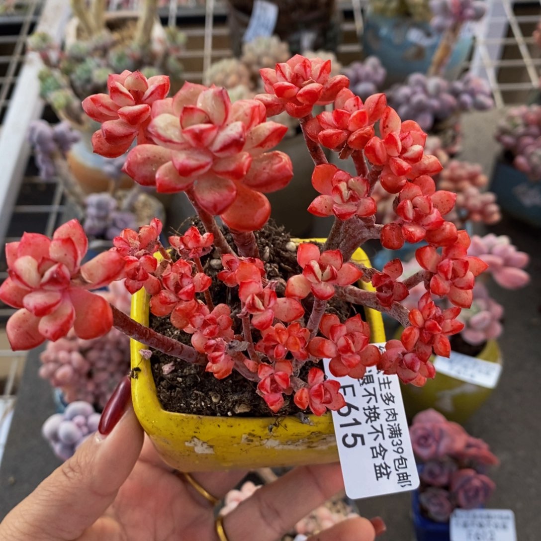 探戈缀615/8cm多肉