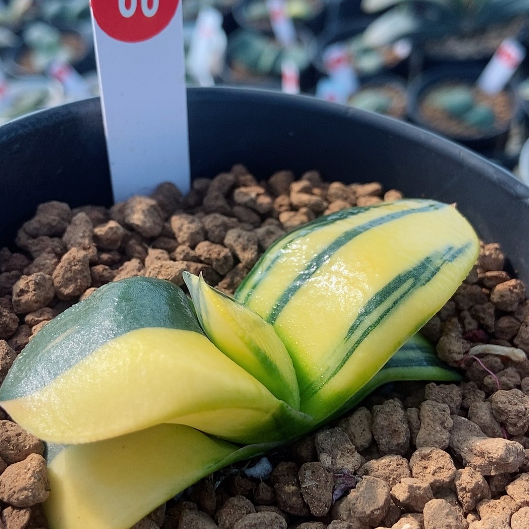 66卧牛实生锦带盆发货