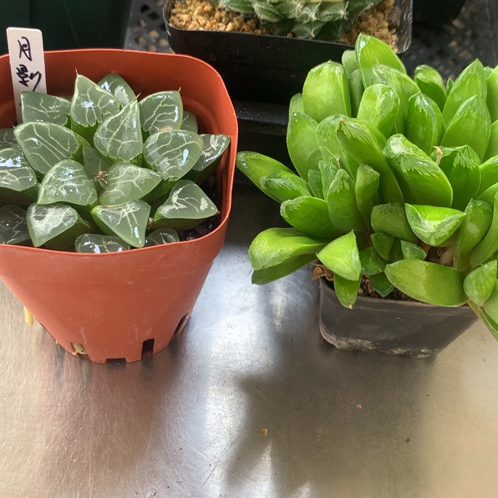 月影 有伤+玉万带盆