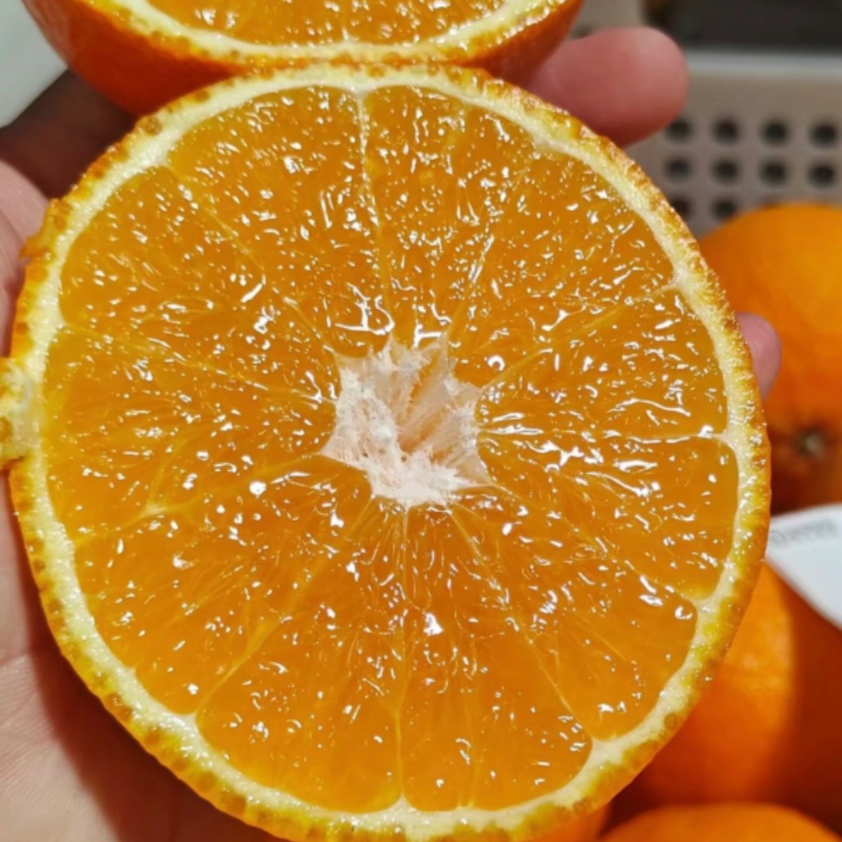 【果然果物】果冻橙辽宁省