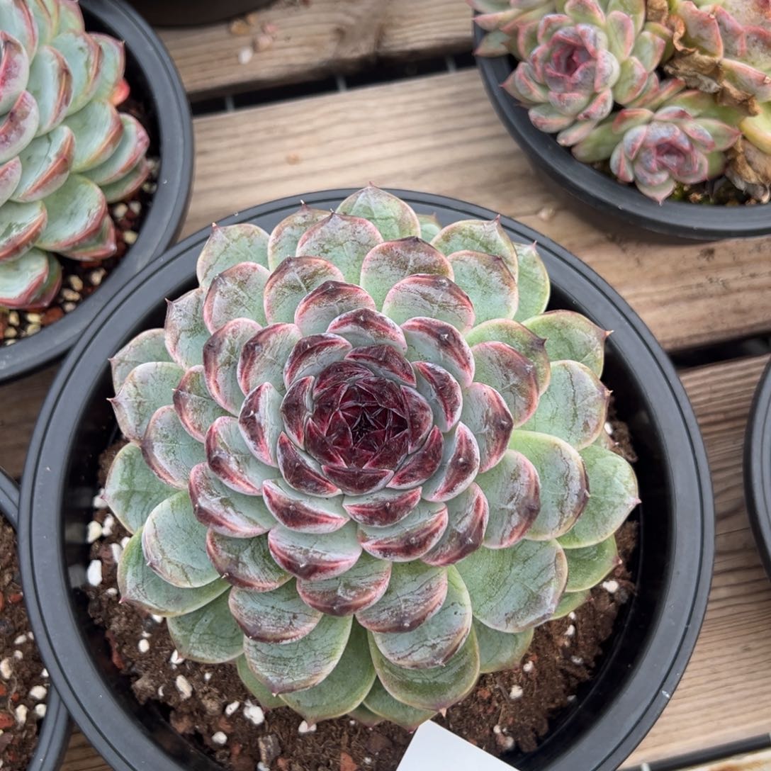 林**儿1568肉肉肉肉肉肉肉肉