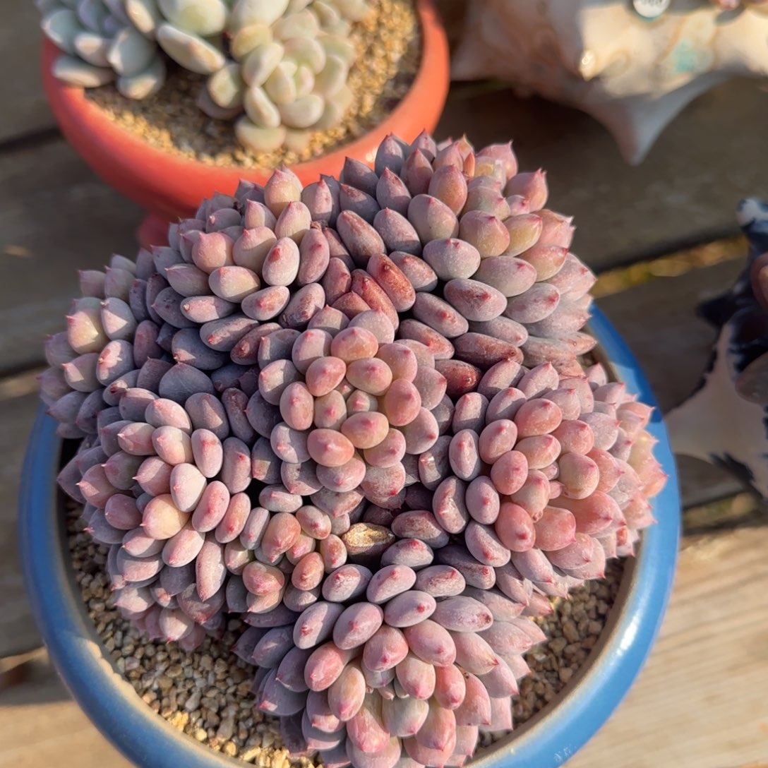 叶植庭多肉：萌多莉