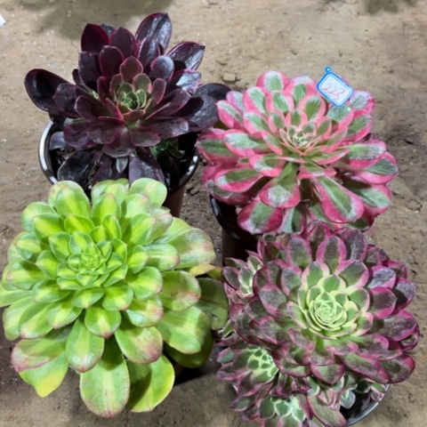 223多肉植物组合