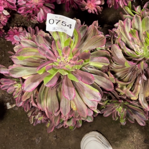 粉黛多肉多肉0754