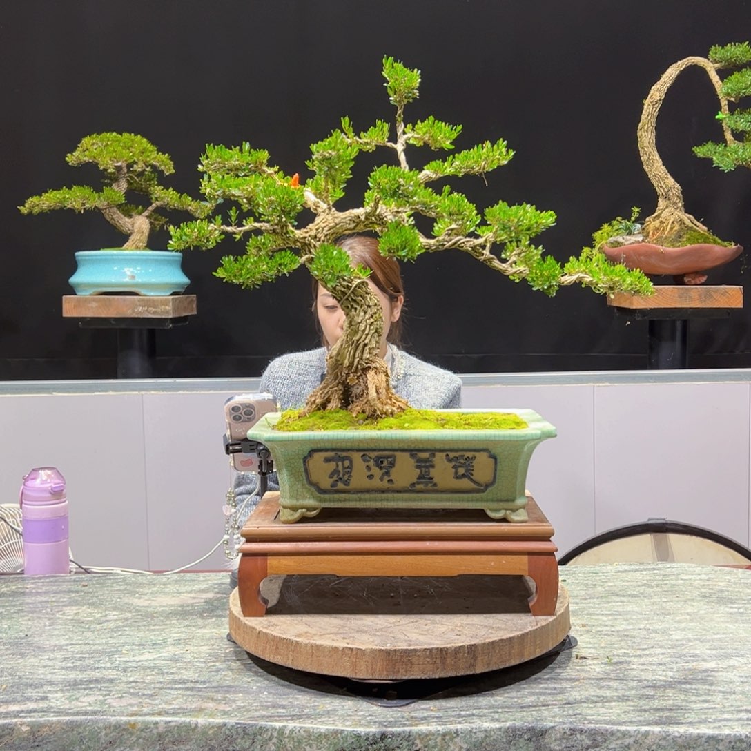 绿植黄杨盆景盆景