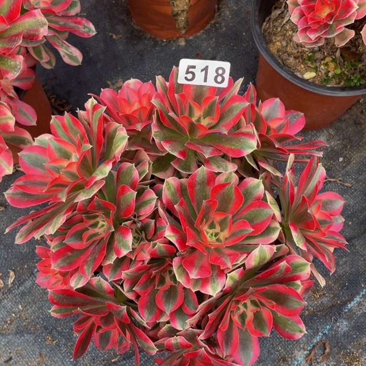 518老庄多肉法师女巫