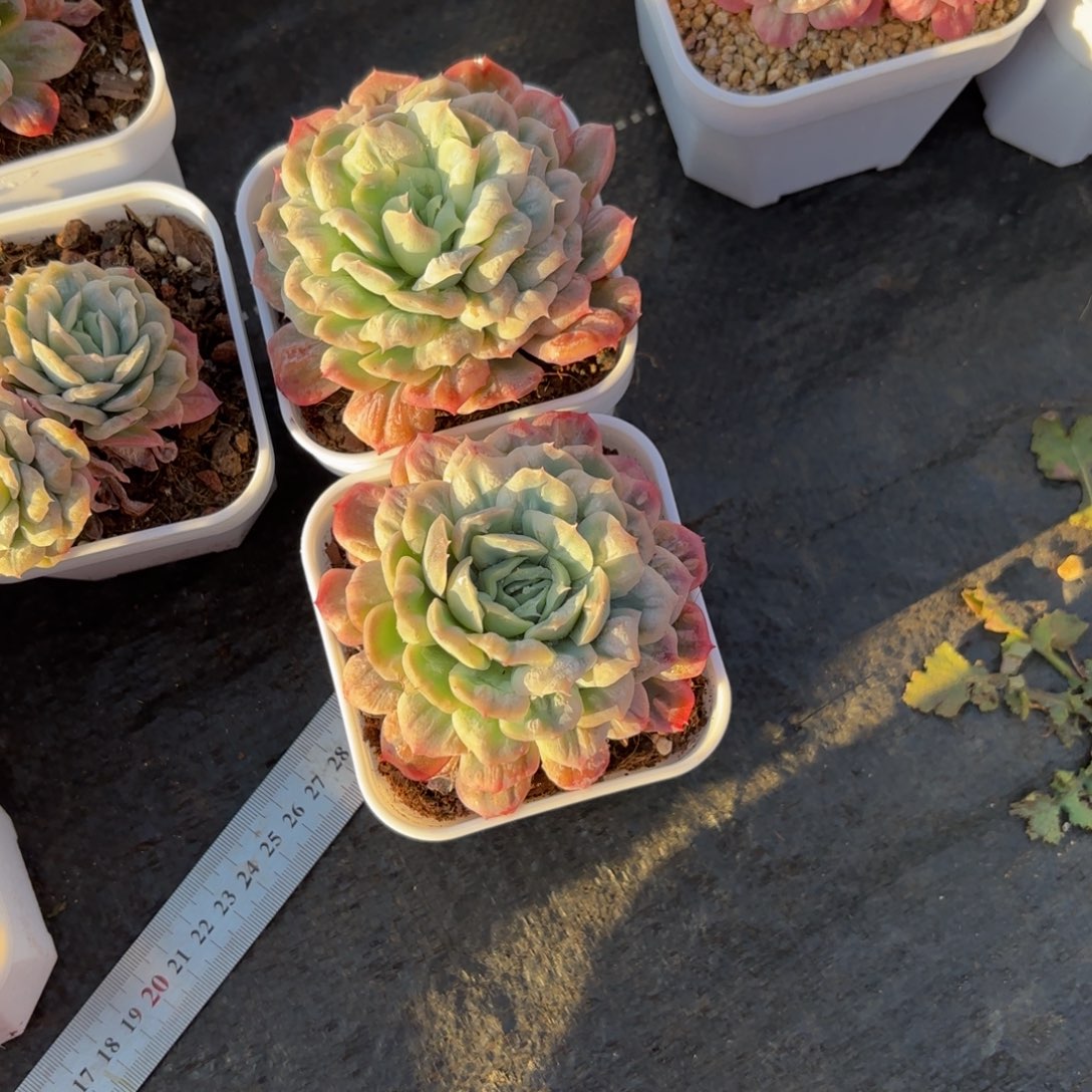 紫***房哈哈宝贝宝贝宝贝吧你不宝贝