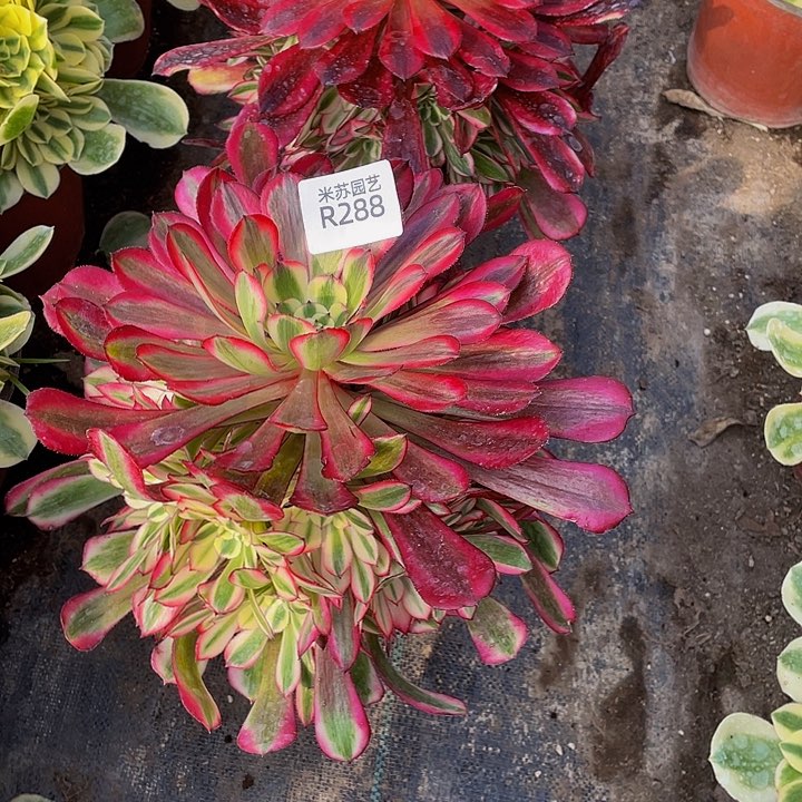 288多肉植物的生长