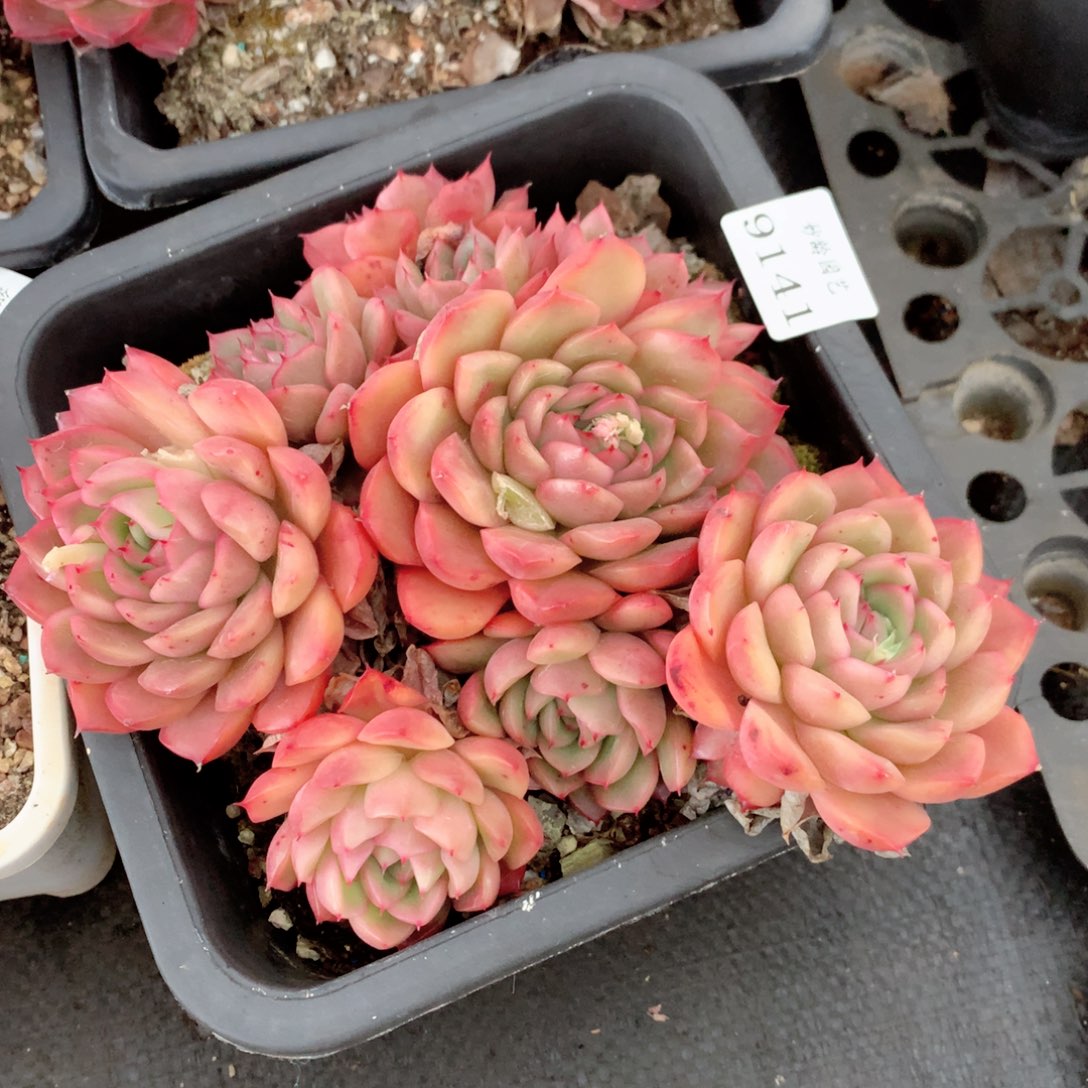 9141杂交多肉植物基地