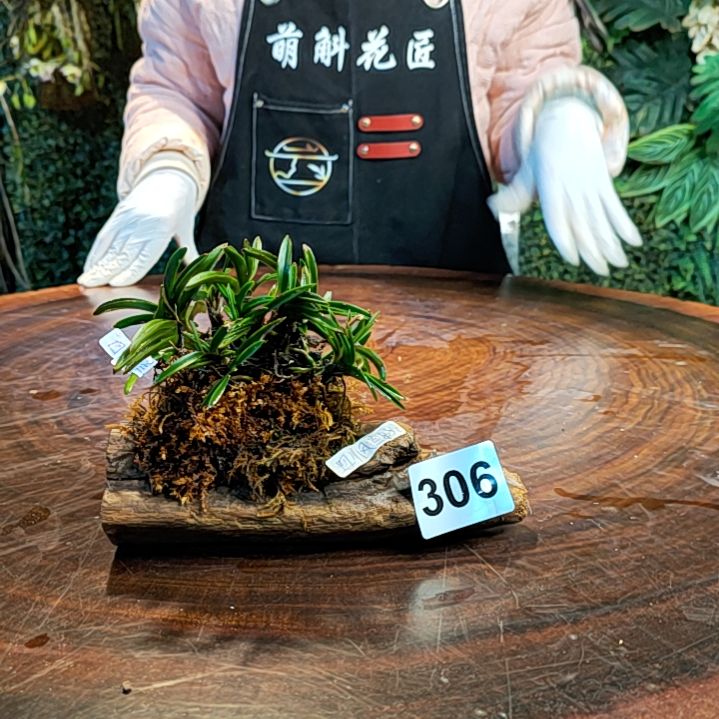 【闪购商品】306四川风兰花