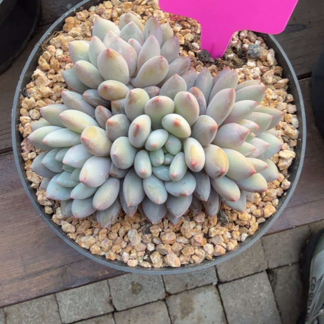 半夏11111111111111111111111