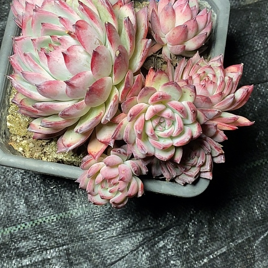 心**情113///////////////