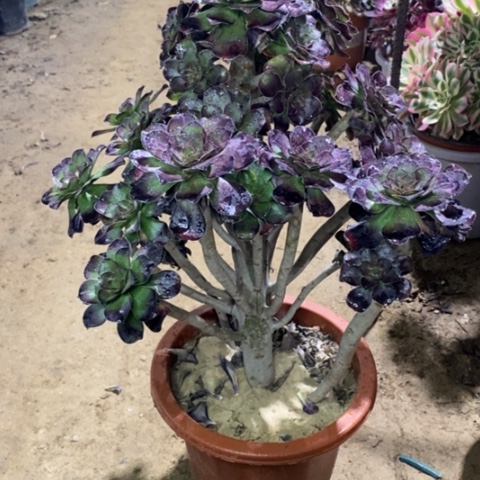 949圆叶红酒杯1345678999