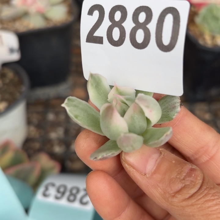 头盖锦多肉植物满18包邮当场凑单