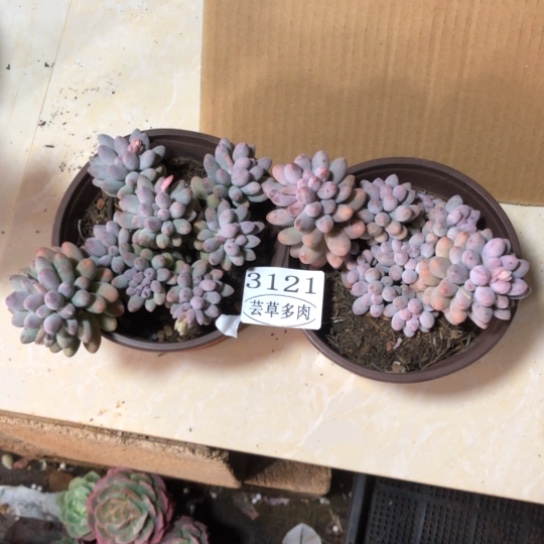 婴儿手指两颗，3121