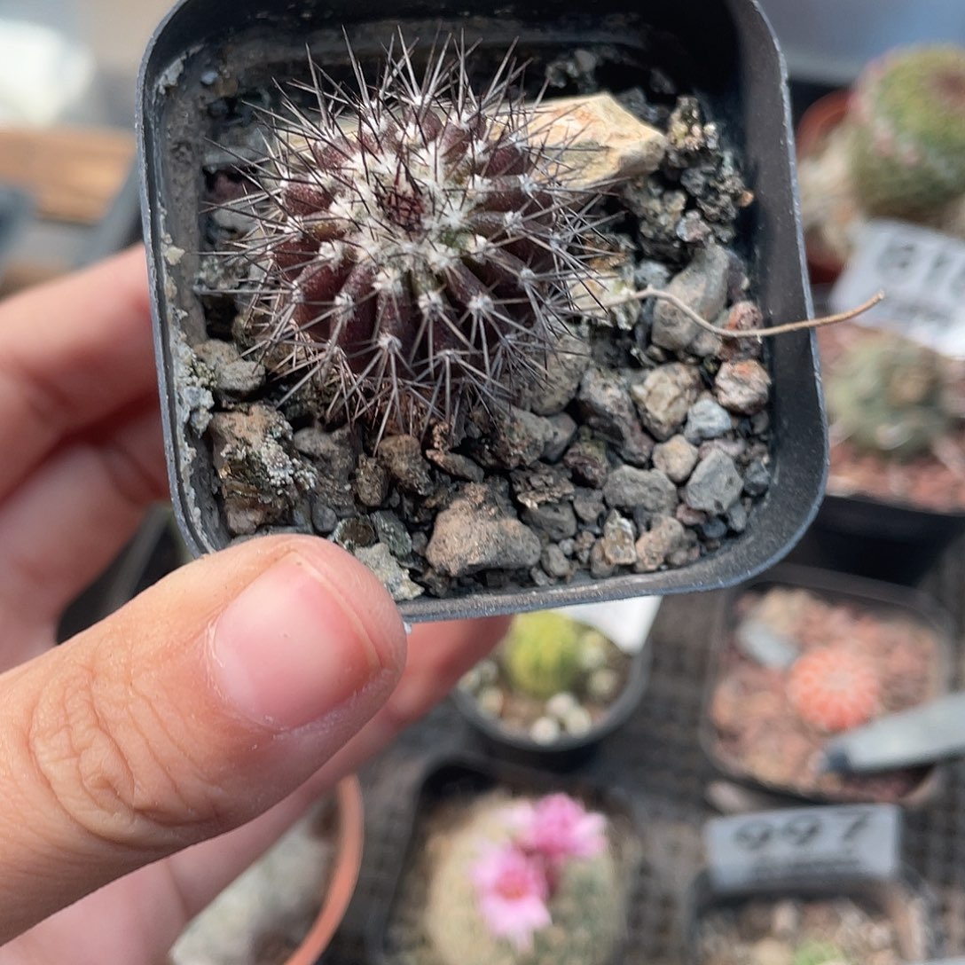 816紫皮尤博球（满18元包邮）