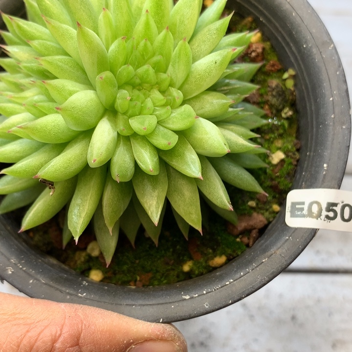 E050一物一拍多肉