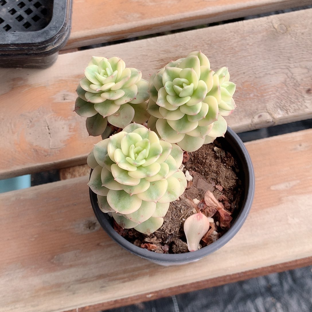 蜡牡丹锦多肉植物老桩