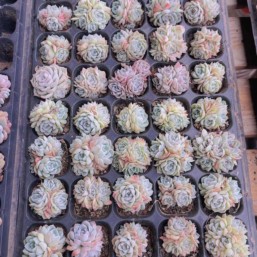 直播一物一拍多肉116