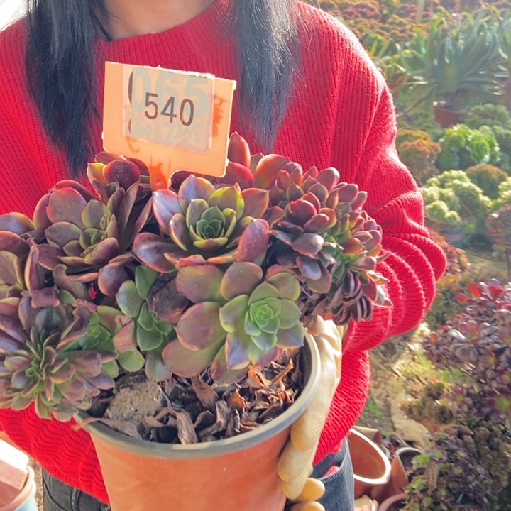 540欧嘉莉老桩111