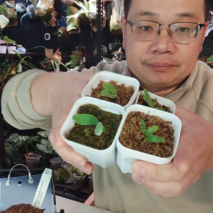 四颗鹿角蕨组合430