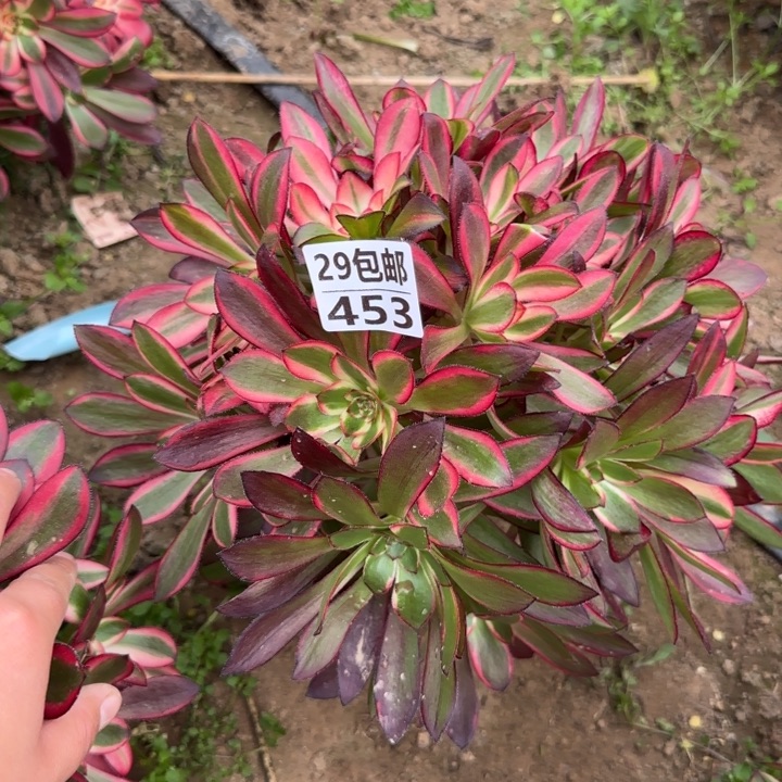 丽娜……多肉植物……