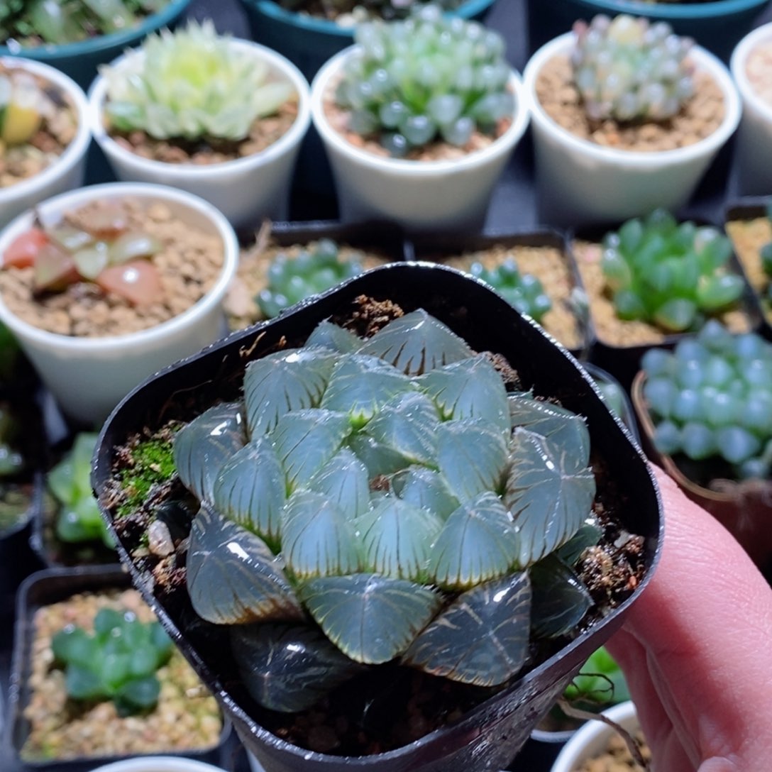 新版蓝镜玉露多肉植物