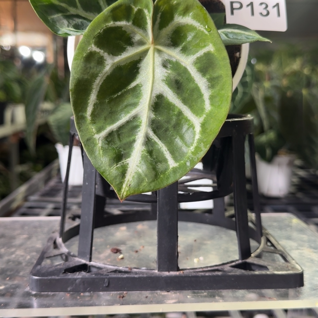 完全开放P131skg杂圆脸泡泡