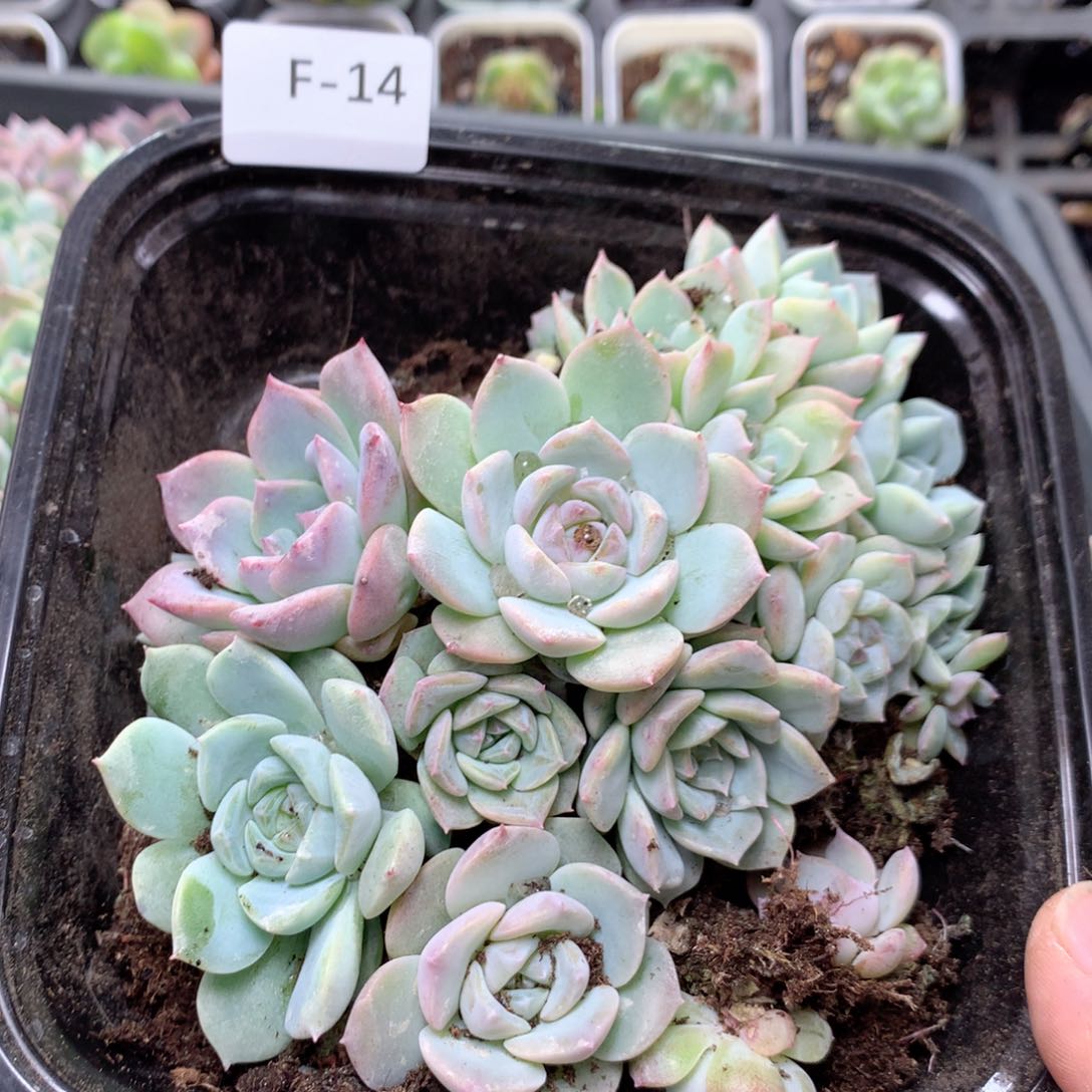 无花朵F14英语英语英语