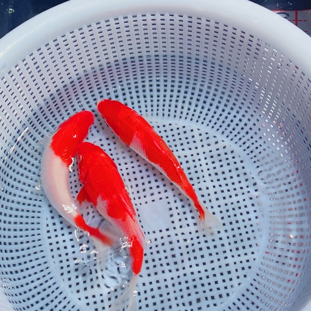 锦鲤锦鲤观赏鱼1111