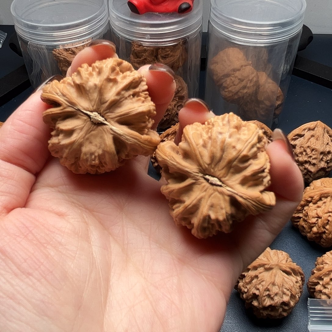 蓝***羊核桃40尺寸白狮子