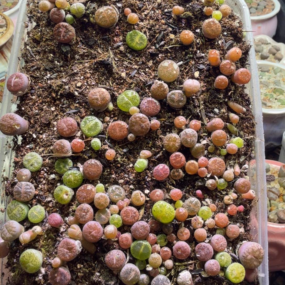 默***～多肉植物开播福利冲冲冲517