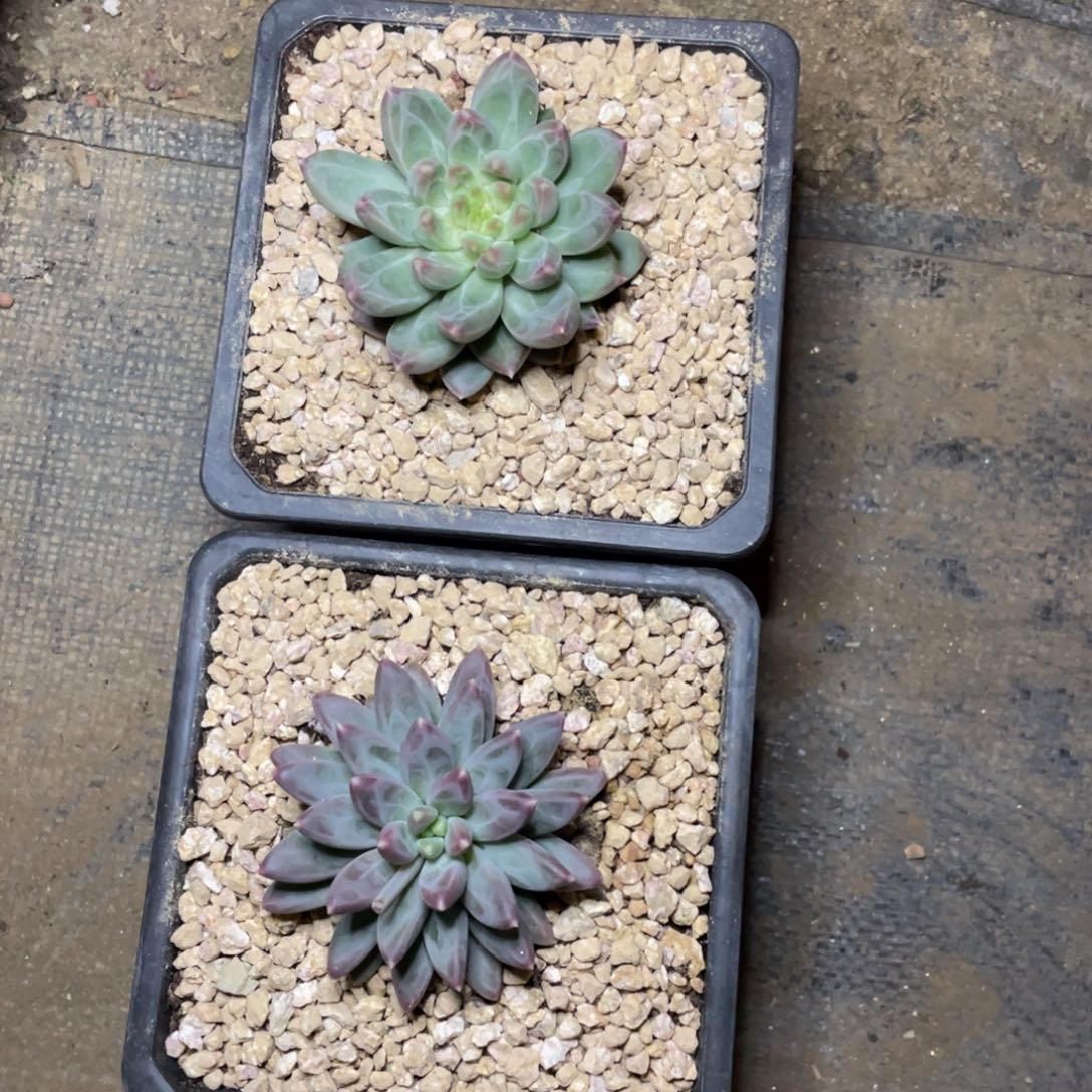 多肉植物的生长发育和生长发育