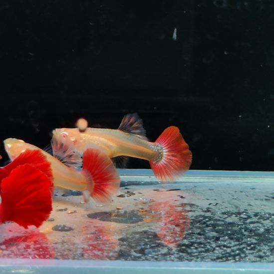 初***六孔雀鱼艾尔银红尾两对