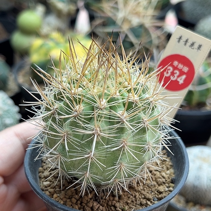 实生强刺逆龙丸5.4cm