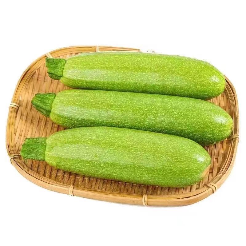 包邮新鲜西葫芦农家自种露天种植现摘现发蔬菜