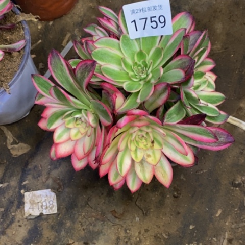 倾城多肉植物1759