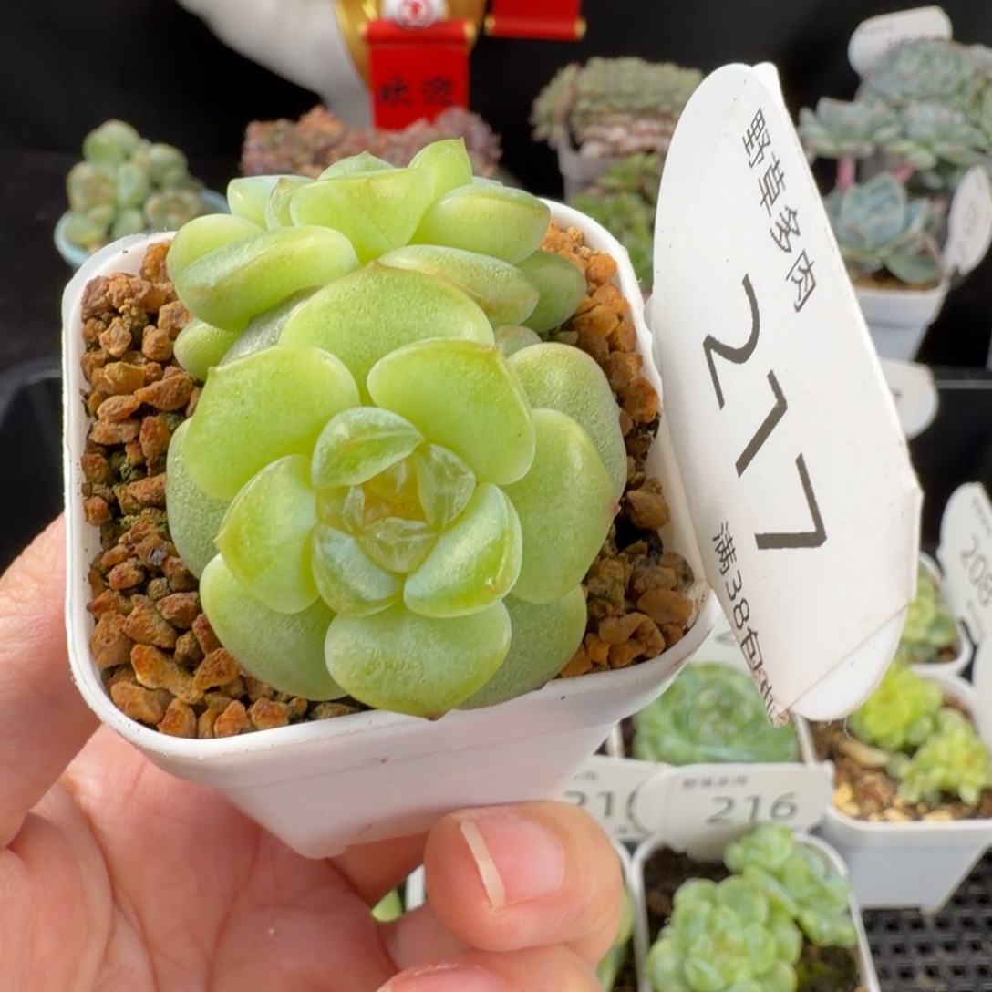 凤梨双头一颗217号